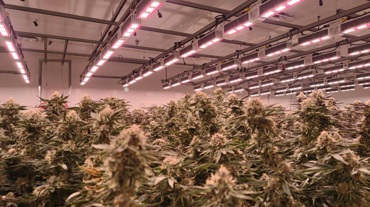 6 Important Cannabis Trends For Commercial Growers In 2022