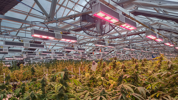 Reasons Indoor Commercial Growers Are Upgrading To LED Grow Lights